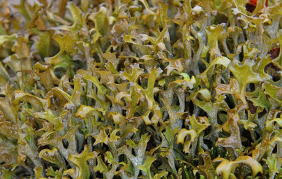 Islandski lišaj (Cetraria islandica)